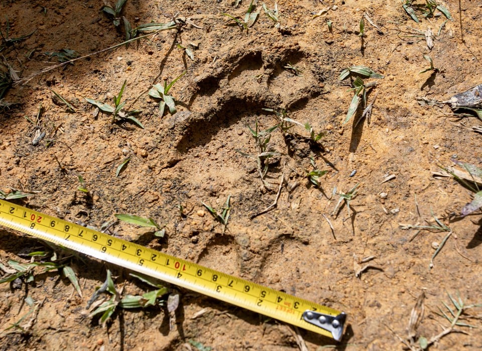 Penduduk Bukit Bangkong bimbang, harimau disyaki serang ternakan