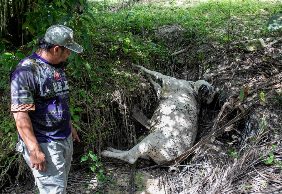 Penduduk Bukit Bangkong bimbang, harimau disyaki serang ternakan