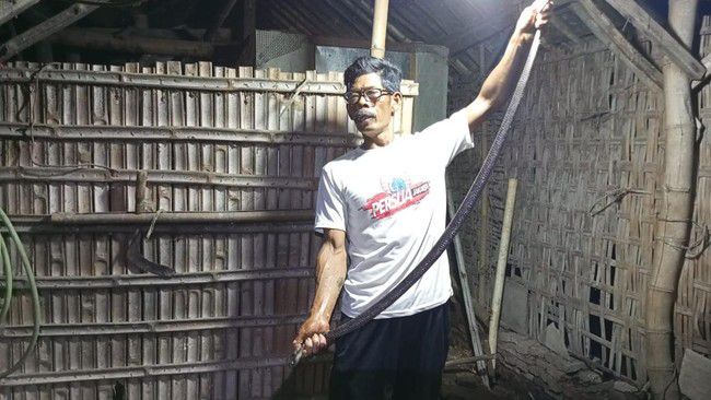 Ular tedung eram 20 telur bawah kandang kambing