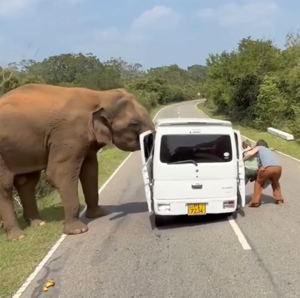 Mana cukup, gajah cabut pintu van minta makanan