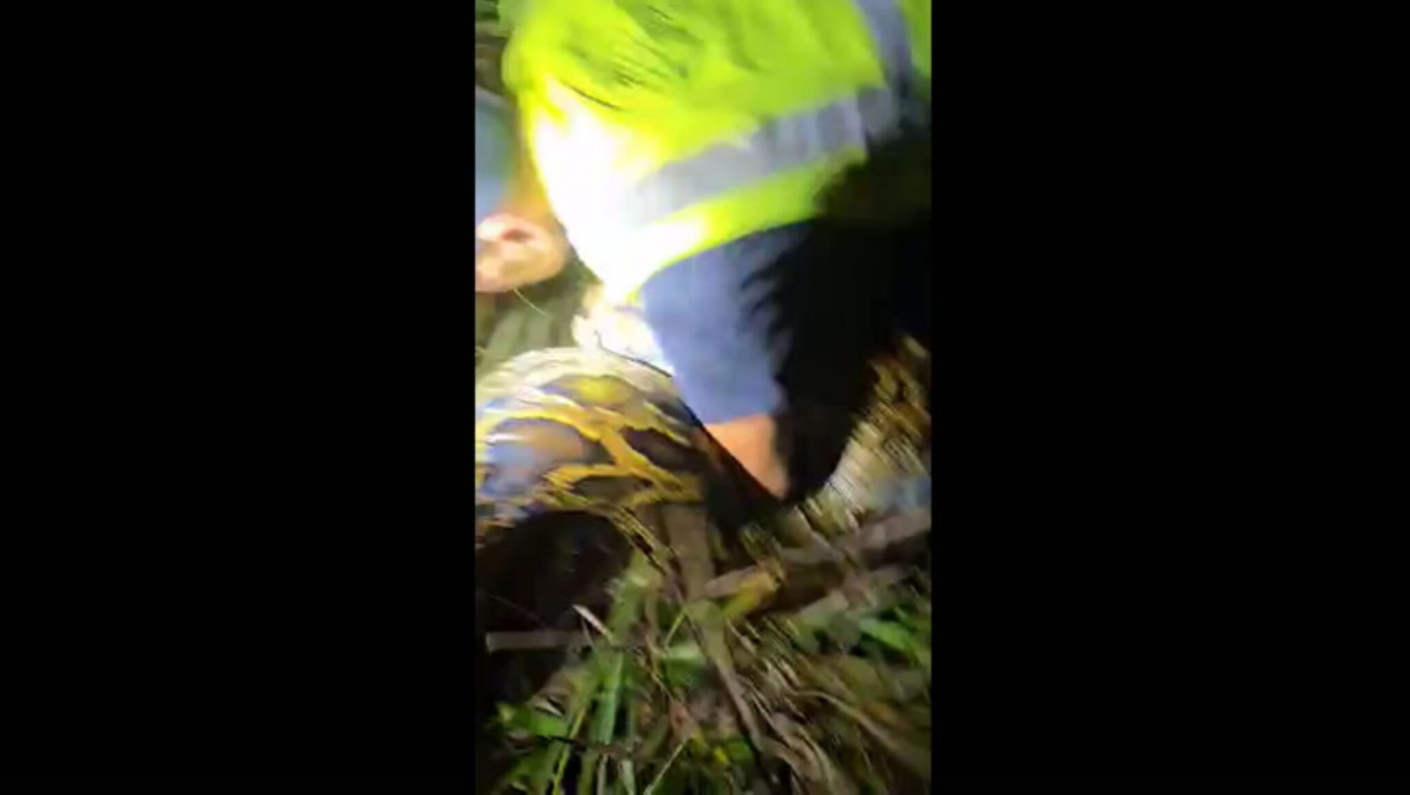 Keluarga tewaskan ular sawa hampir 100 kilogram