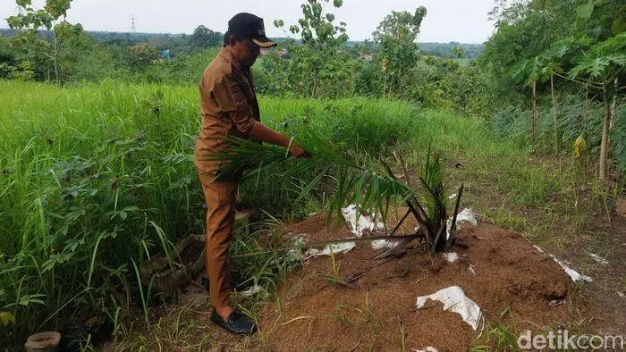 Ladang kelapa sawit lebih 6 hektar muncul tiba-tiba