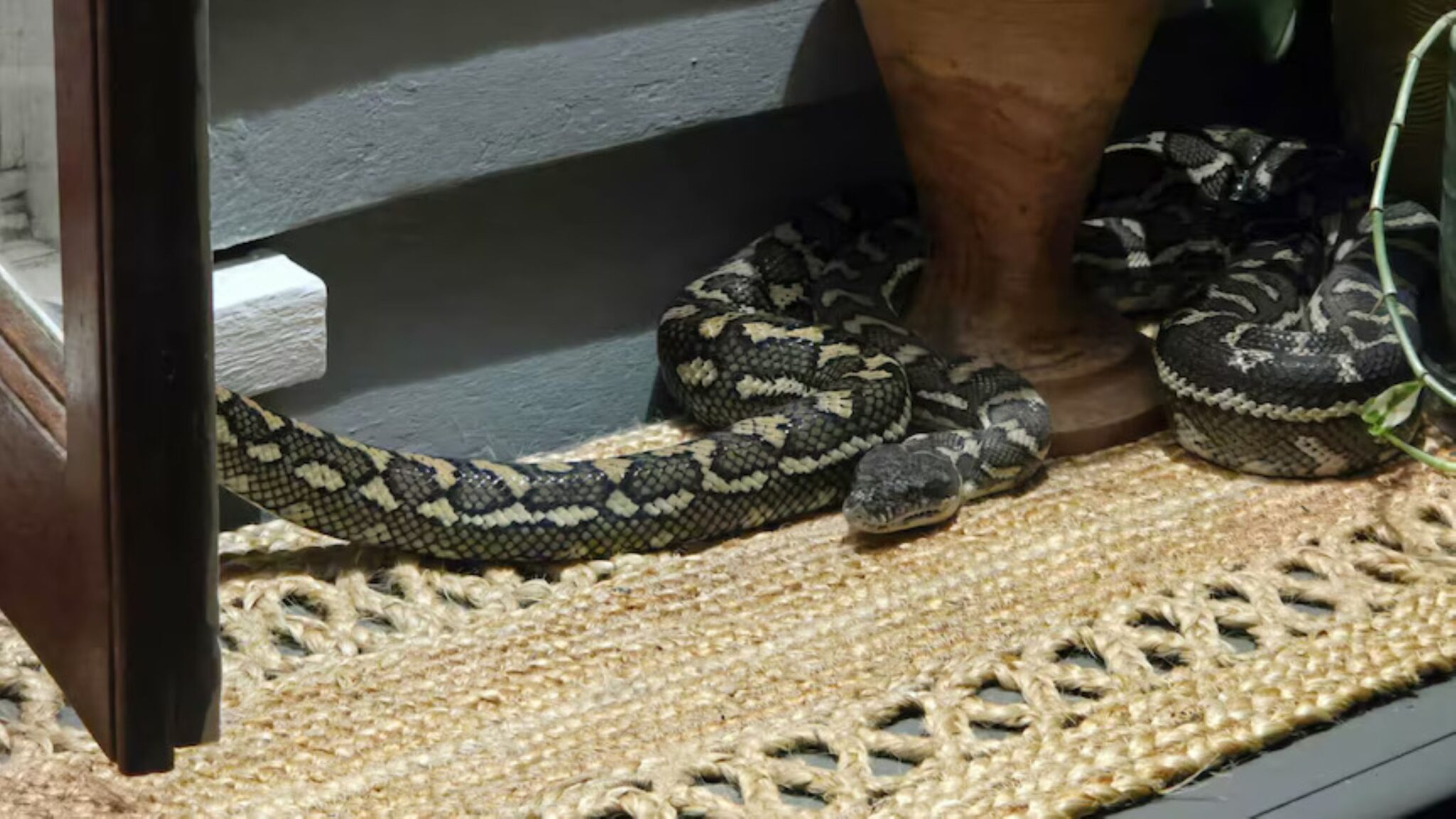 Wanita panik ular sawa melingkar atas dada