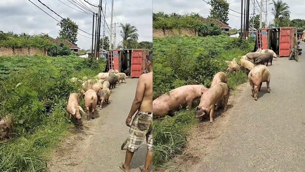 Lori terbalik, 92 babi tercampak atas jalan di Lampung