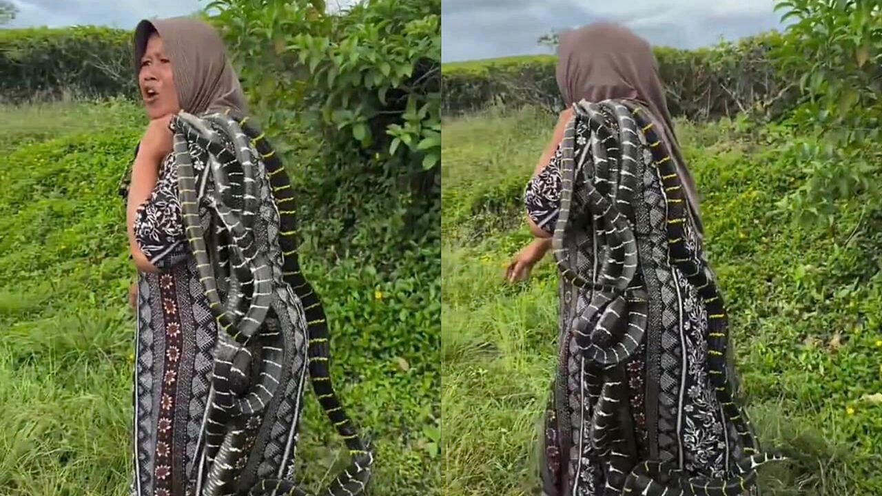 Wanita tangkap ular demi beli beras