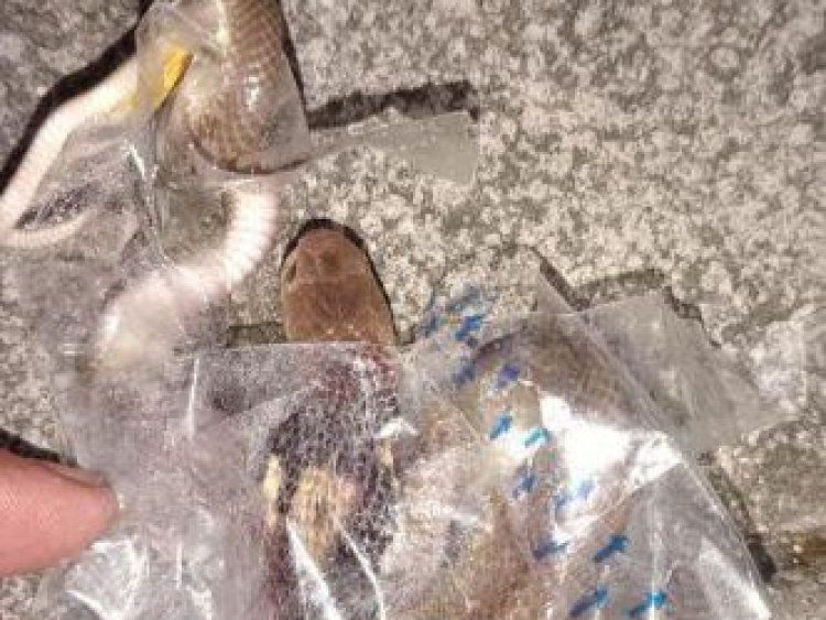 Remaja dipatuk ular tedung semasa buka bungkusan