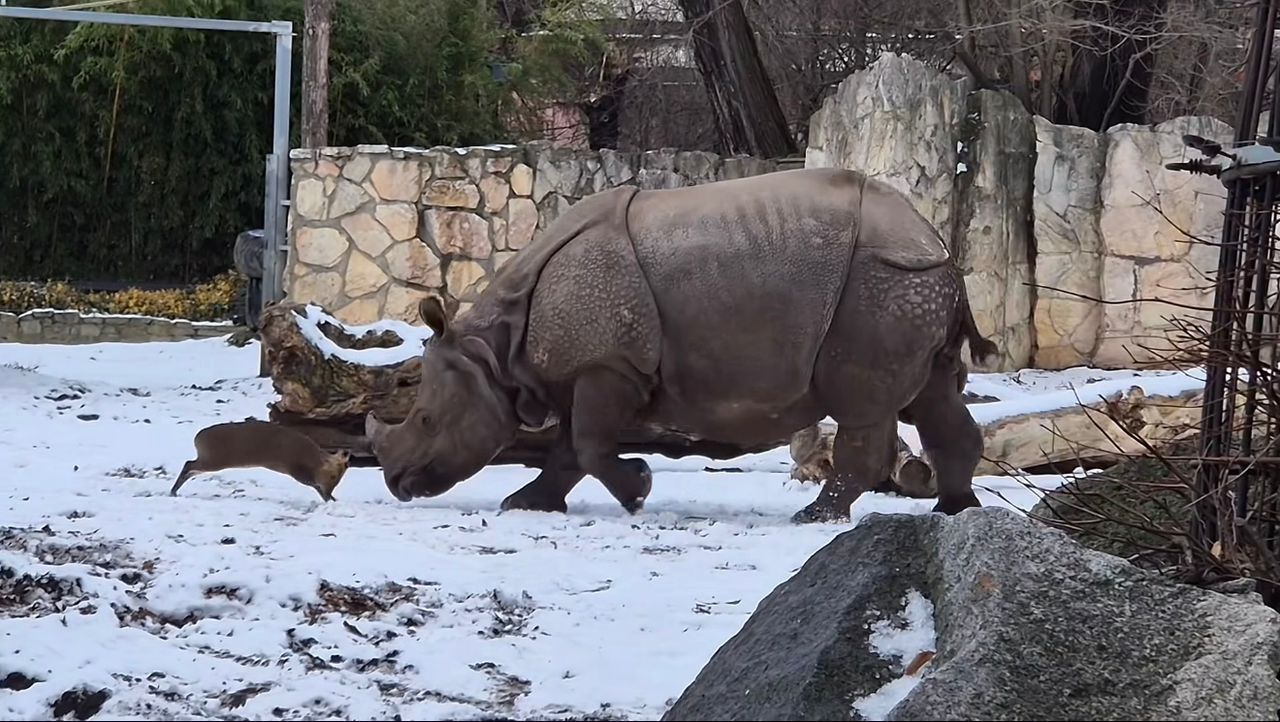 Kijang kerdil lawan badak sumbu