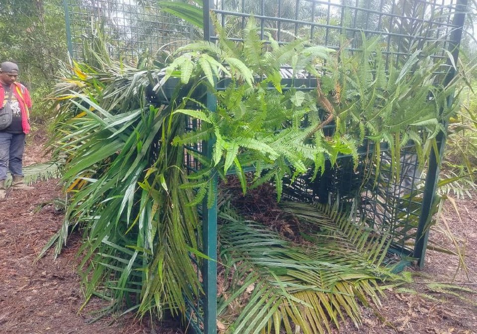 Harimau baham 12 lembu milik penternak Kampung Selendang