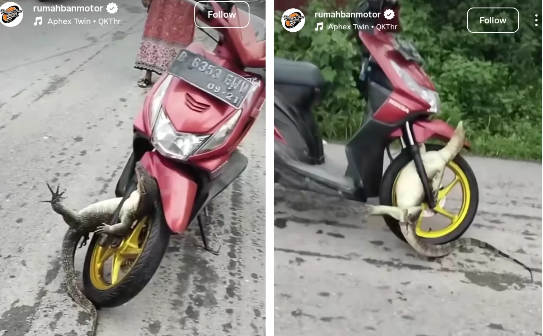 Biawak ‘reda’ tersepit rim motosikal