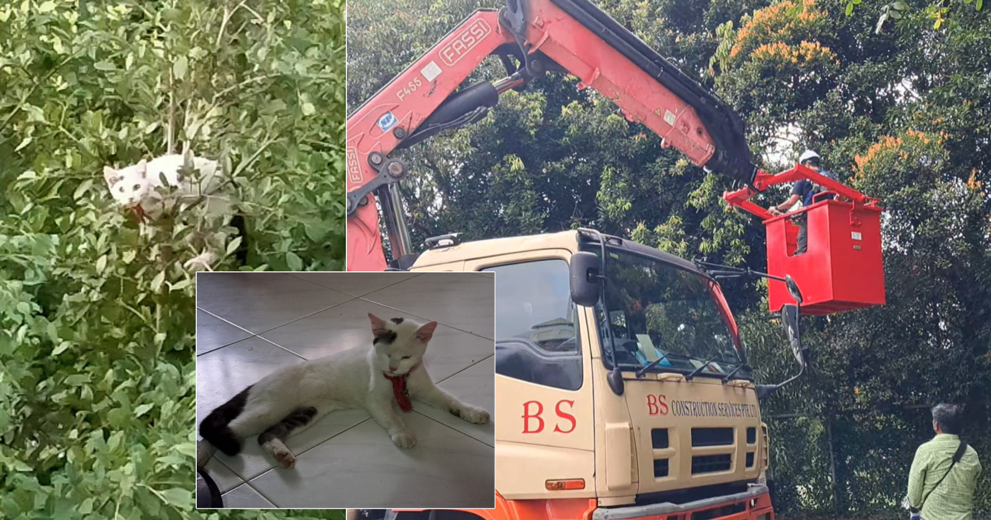 Putih tersangkut atas pokok 50 jam