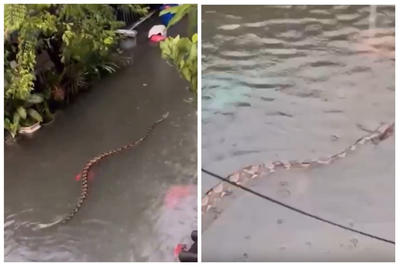 Jaga-jaga, ular sawa berenang dalam banjir