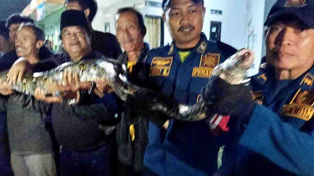 Terpaku lihat ular bersaiz tiang telefon lintas jalan