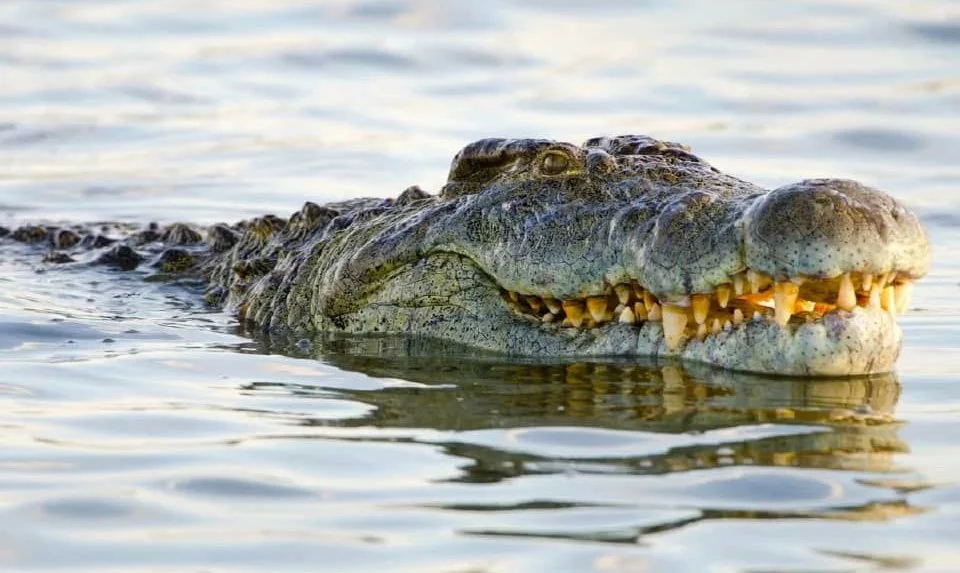 Pekerja ladang hilang, dikhuatiri dibaham buaya ketika memukat