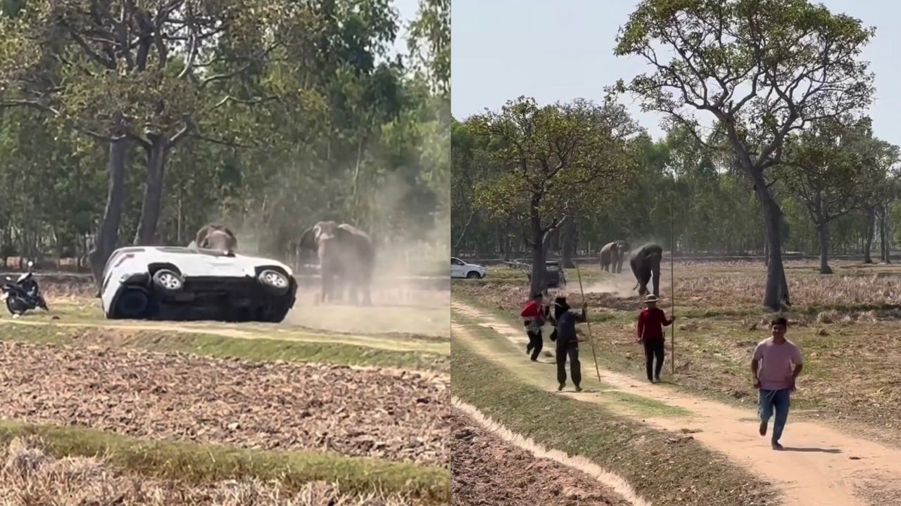 Gajah turun minyak, diganggu semasa mengawan 