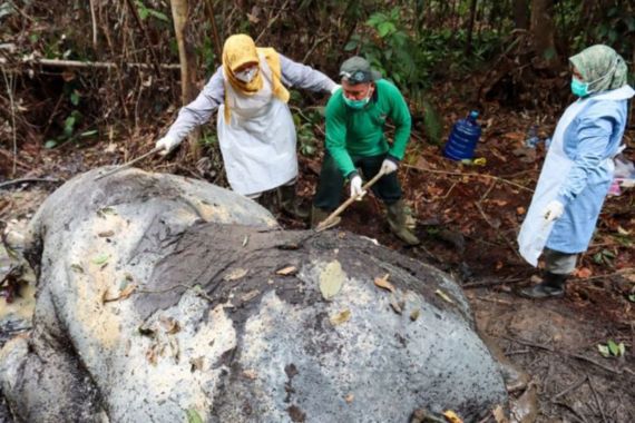 Gajah mati, kepala dikerat di kawasan kilang