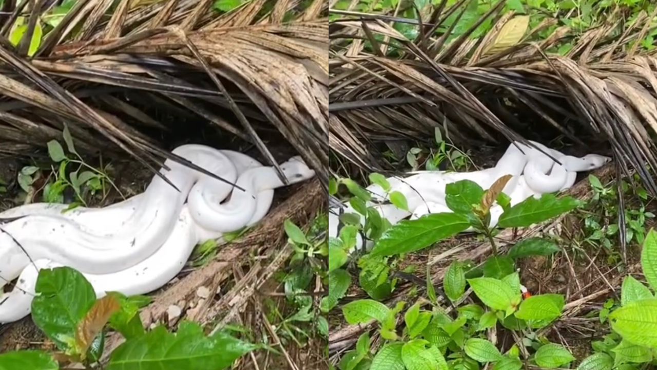 Ular sawa putih sembunyi bawah daun kering