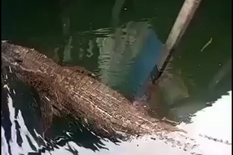 Budak 11 tahun diintai buaya sebelum parah dibaham