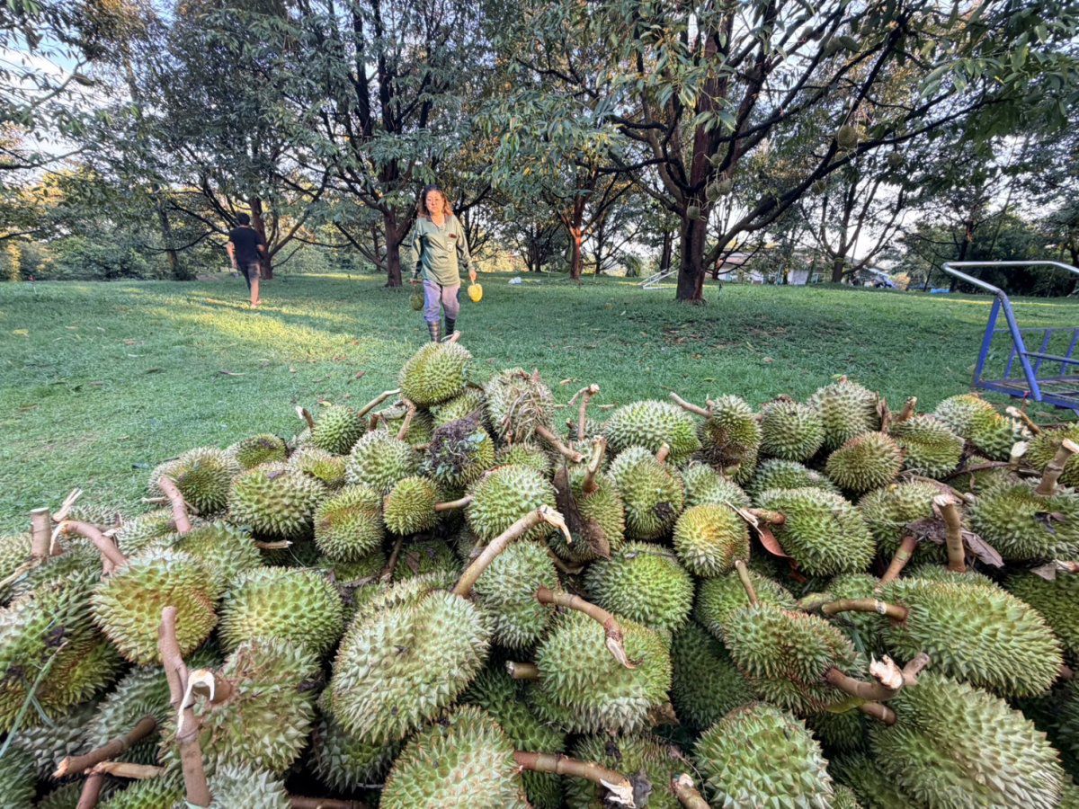 Hampir 10,000 durian rosak akibat ribut kuat