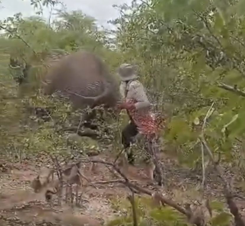 Bergurau tarik ekor gajah, wanita maut kena pijak