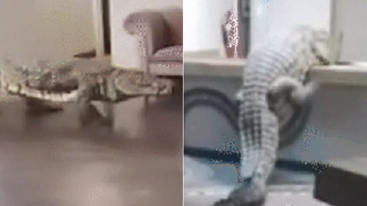 Tetamu terkejut, buaya buat apa dalam hotel mewah?