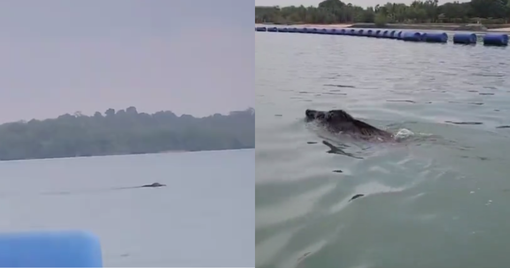 Kusangka buaya, rupanya babi hutan berenang