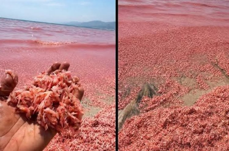 Ribuan udang terdampar, pantai bertukar merah jambu