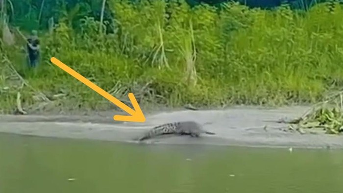 Penduduk tangkap buaya pakai tombak