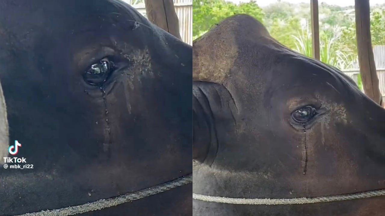 Lembu nangis, sedih dijual