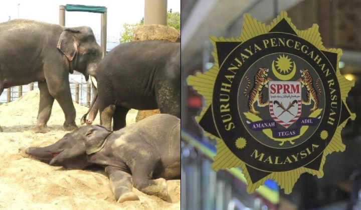 MACC looking into claims of corruption involving transfer of Dara, Amoi, Kelat to Japan