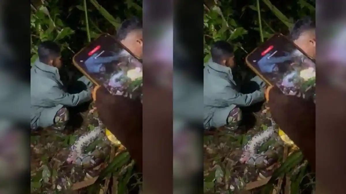 Isteri mati ditelan ular sawa gergasi