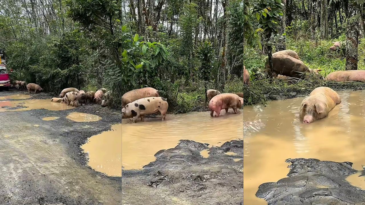 100 ekor babi ‘berendam’ dalam lopak air selepas terjatuh dari lori
