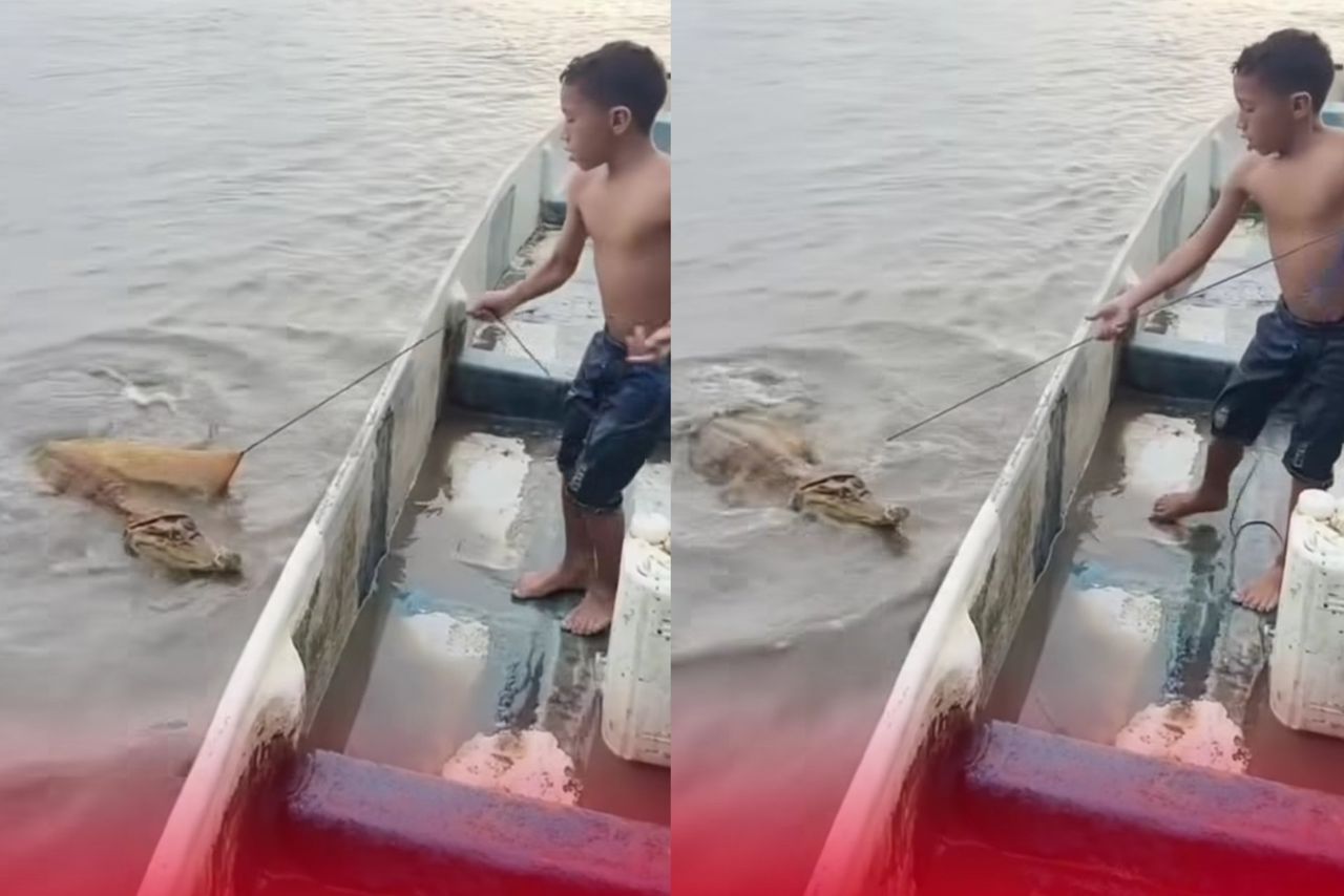 Ingatkan tangkap ikan gergasi, rupanya anak buaya