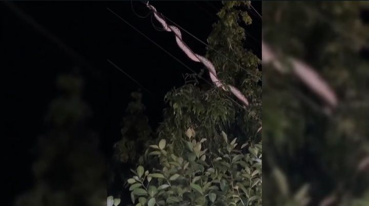 Ular sawa 4 meter melingkar atas kabel elektrik