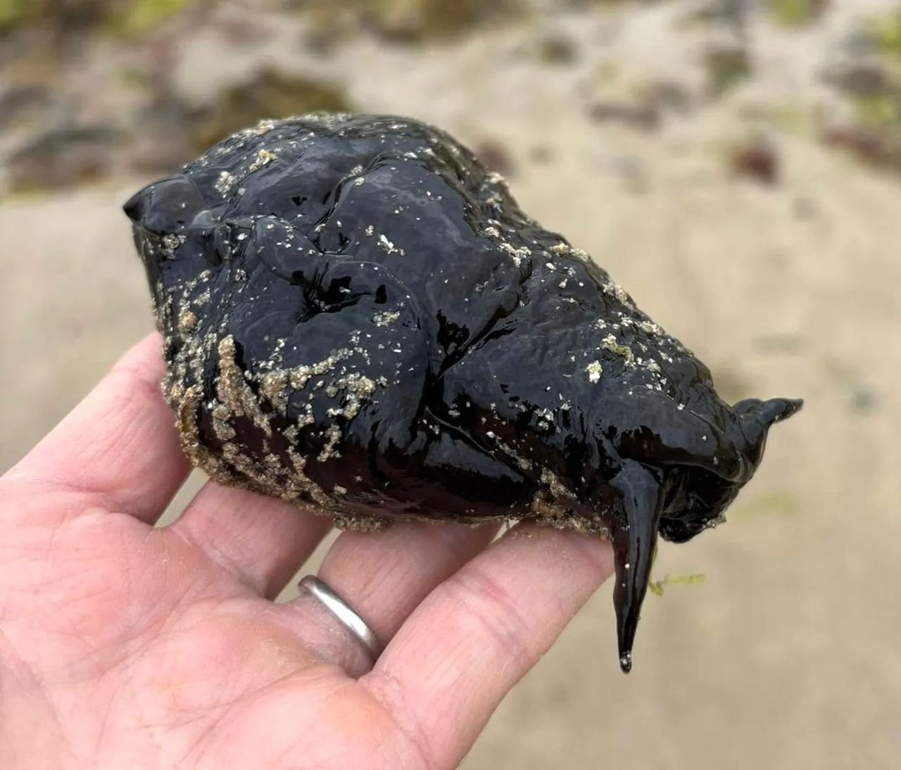 Makhluk hitam terdampar di pantai