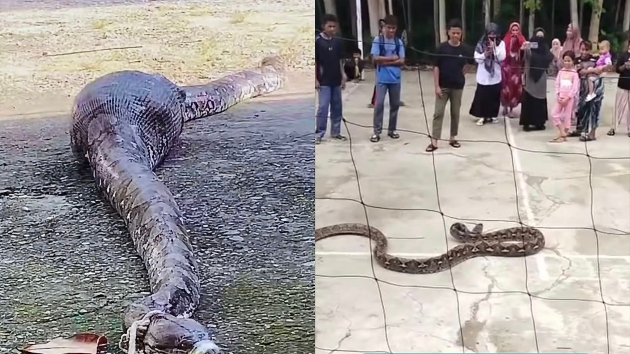 Penduduk tangkap ular 7 meter baham kambing  