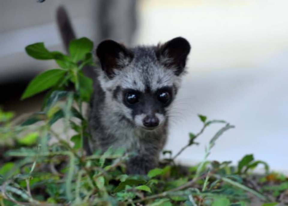 3 lelaki ditahan miliki anak musang pandan tanpa lesen