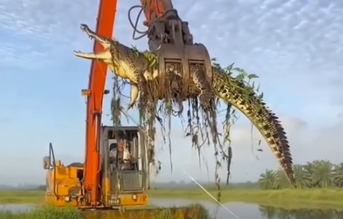 Buaya raksasa ceroboh kolam ikan ditangkap
