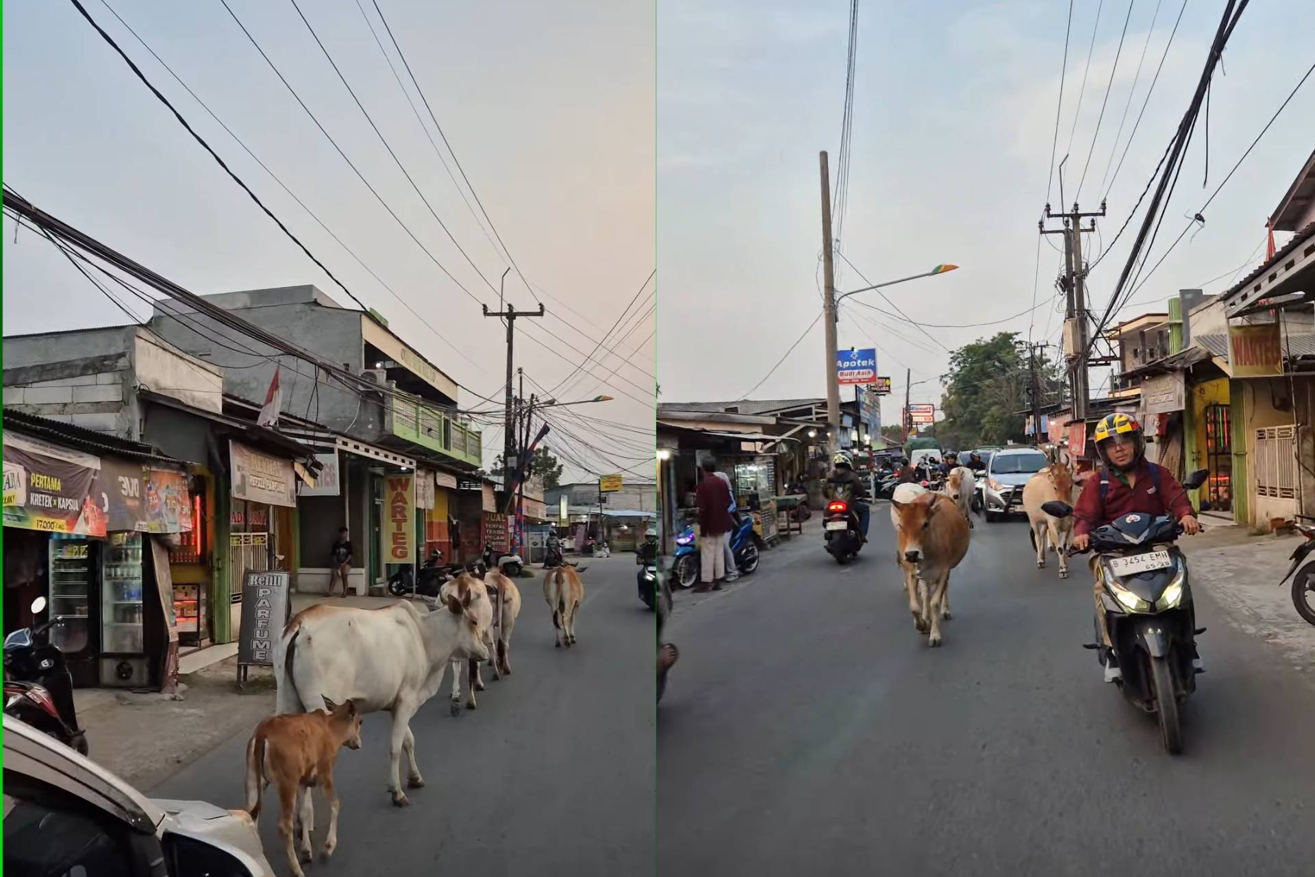 Takut bunyikan hon, trafik sesak kerana lembu