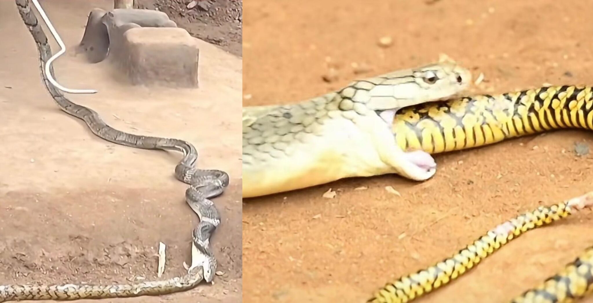 Ular tedung selar ‘muntah balik’ ular tikus