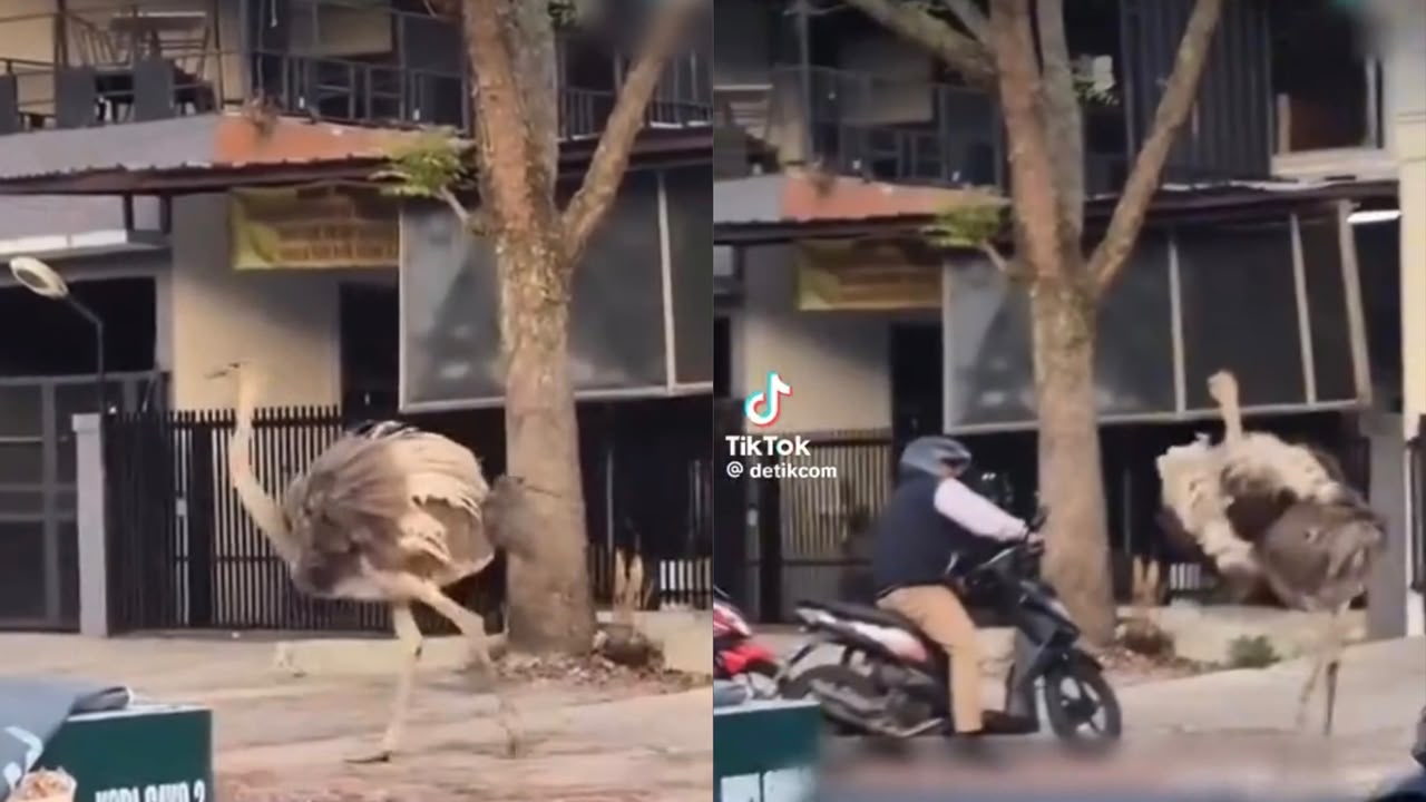 Burung unta berkeliaran di tengah jalan, serang penunggang motosikal