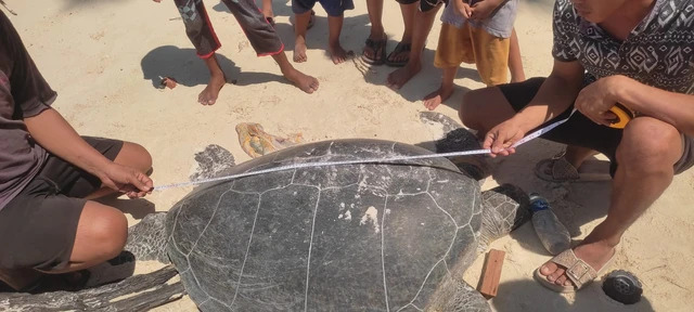 Penyu dibelah perut, telur dicuri