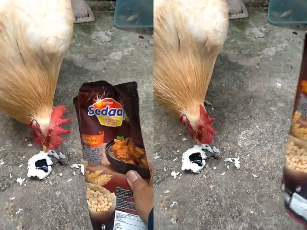 Ayam enggan makan nasi tanpa kicap