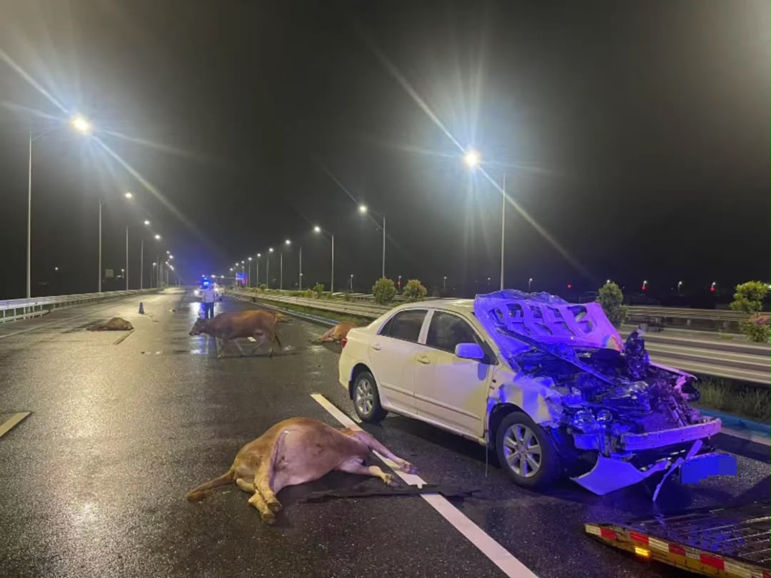 Kereta langgar 6 lembu berkeliaran di lebuh raya