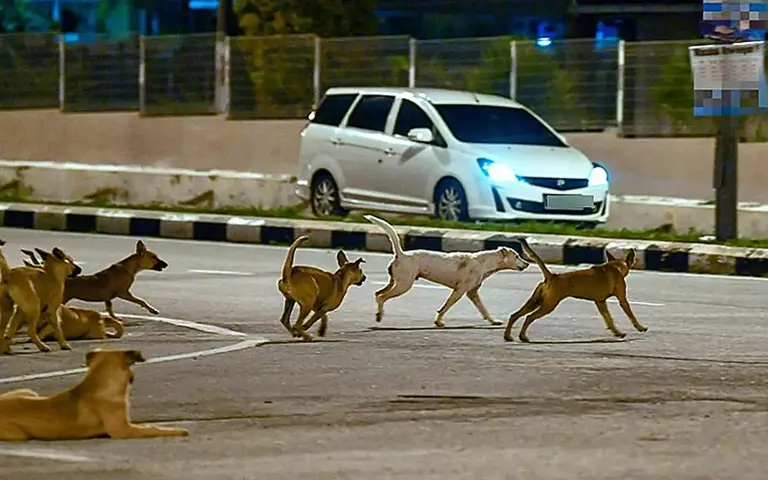 Kedah records first rabies death since 1998