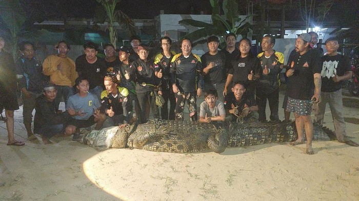 Buaya gergasi panjang lebih 4 meter masuk perangkap
