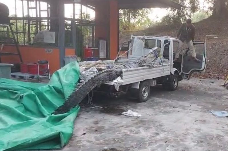 Buaya 500 kilogram ‘naik’ pikap