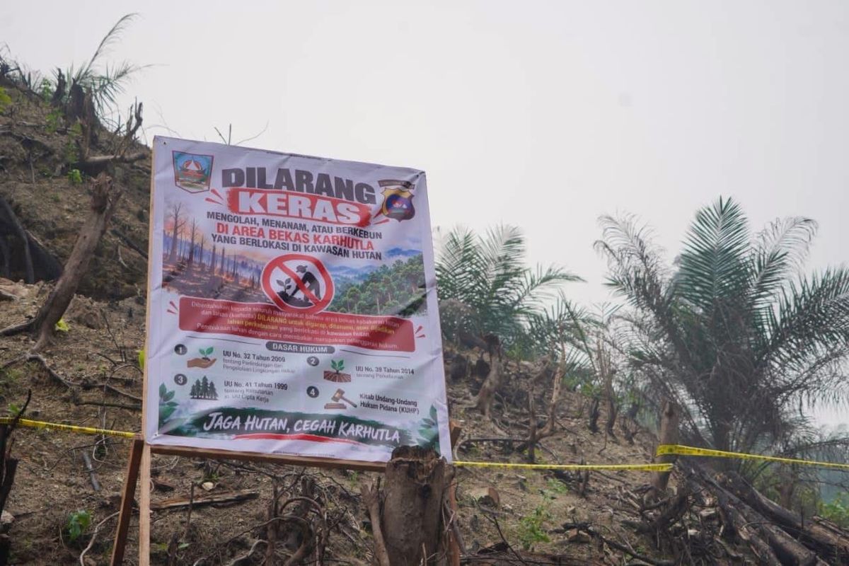 Polis siasat siapa tanam sawit di tanah bekas kebakaran hutan
