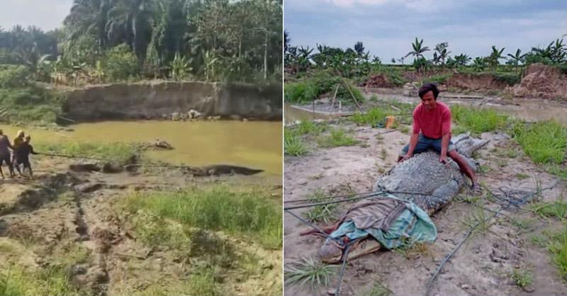 Penduduk ‘gotong royong’ tangkap buaya 7 meter