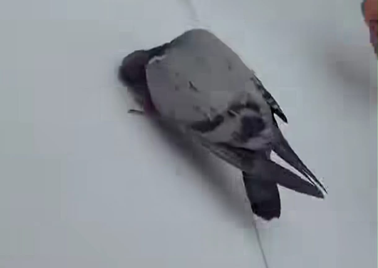 Burung sujud depan Kaabah