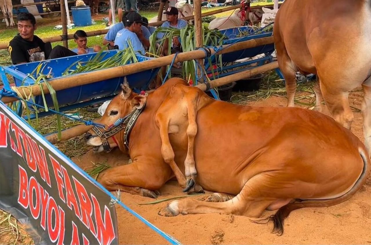 Lembu kaki 6 juara pertandingan 